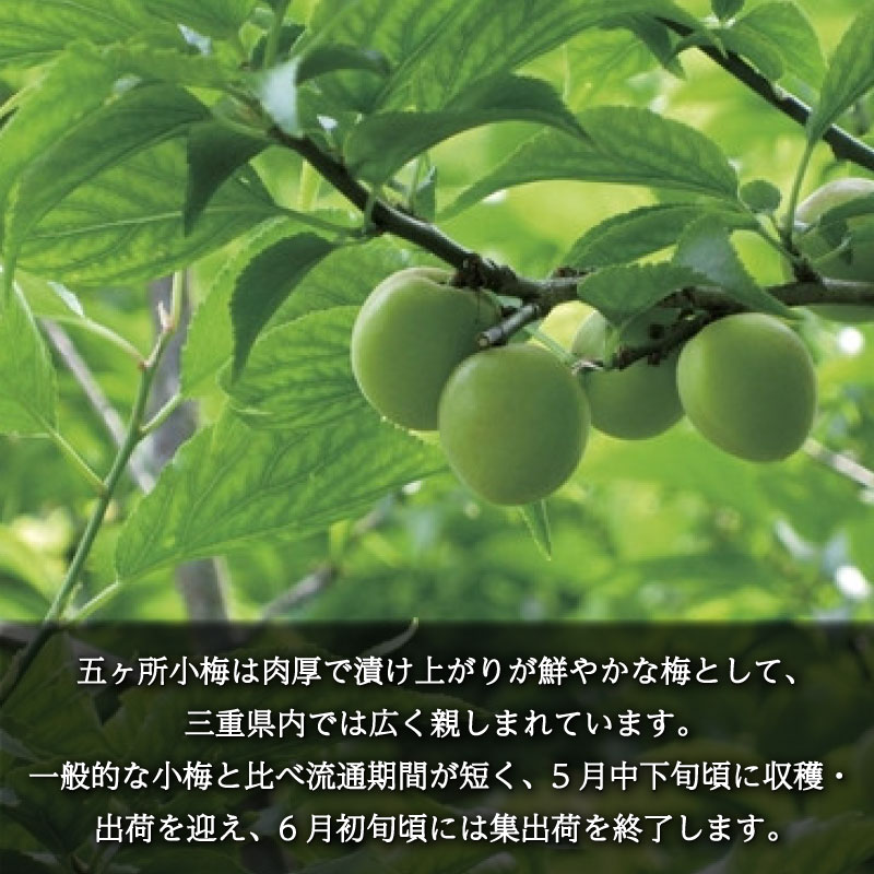 梅 約 5kg 3L うめ 生梅 青梅 旬 期間限定 梅酒 梅干し 梅干 ジャム シロップ ジュース 五ヶ所小梅 三重県 南伊勢町 伊勢 志摩 JA伊勢
