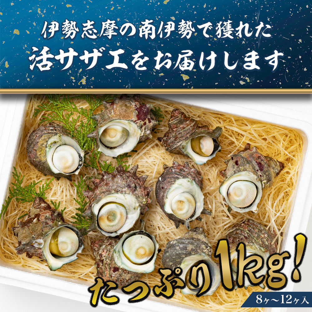サザエ 1kg 8ヶ～12ヶ 冷蔵 新鮮 海鮮 海産物 魚介 魚貝 活きサザエ 栄螺 貝 刺身 刺し身 お造り つぼ焼き 壺焼き グリル BBQ バーベキュー キャンプ 夏 ギフト 贈り物 三重 伊勢 志摩 南伊勢町 山金商店 活きサザエAコース