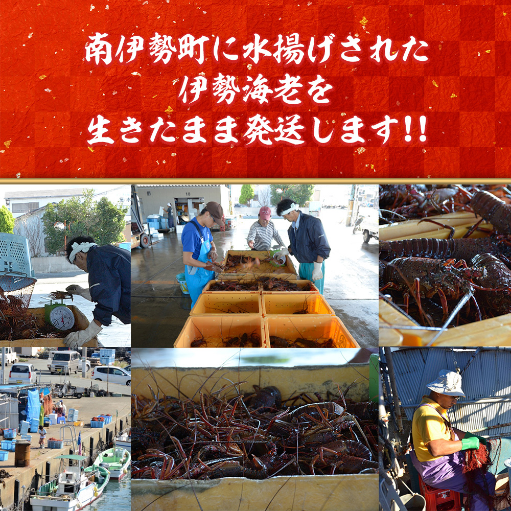 活き 伊勢海老 Ｂコース 3～4尾 約800～850g 山金商店 伊勢えび エビ 高級 グルメ 焼き物 汁物 海鮮 特産 海の幸 魚介 海老 伊勢志摩産