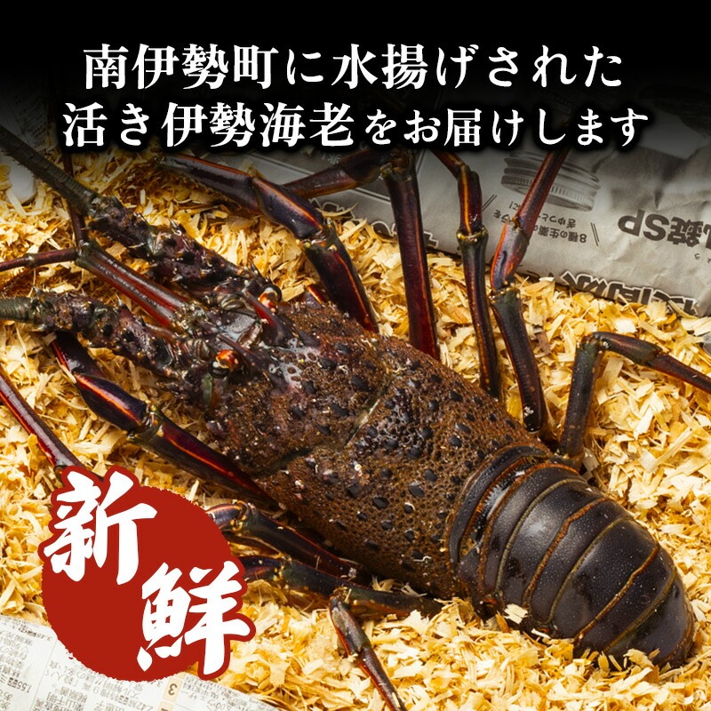 最高級 活き 伊勢海老 約1.5kg 4～6尾 Cコース 伊勢えび 産地直送 天然 国産 海鮮 新鮮 刺し身 味噌 焼き物 ギフト 贈答 えび 海老 ebi いせえび 高級食材 お歳暮 お正月 年末年始 三重県 南伊勢 伊勢 志摩