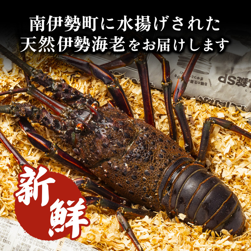 冷凍 伊勢海老 約500g 伊勢えび 産地直送 天然 国産 海鮮 新鮮 三重県 南伊勢 伊勢 志摩