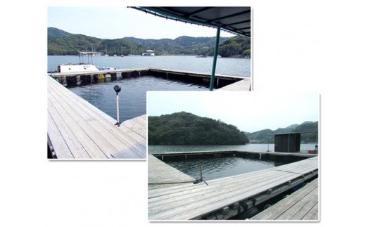 釣り チケット 5名 貸し切り お土産 付き 城水産 釣堀 釣り堀 魚釣り つり フィッシング 筏釣り 観光 旅行 アクティビティ 家族 子供 子ども 利用券 体験 鯛 たい 魚 魚介 海鮮 海産物 海 刺し身 三重 南伊勢 伊勢志摩