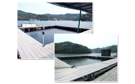 釣り チケット ペア 5回分 貸し切り お土産 付き 城水産 釣堀 釣り堀 魚釣り つり フィッシング 筏釣り 観光 旅行 アクティビティ 家族 子供 子ども 利用券 体験 鯛 たい 魚 魚介 海鮮 海 刺し身 三重 南伊勢 伊勢志摩