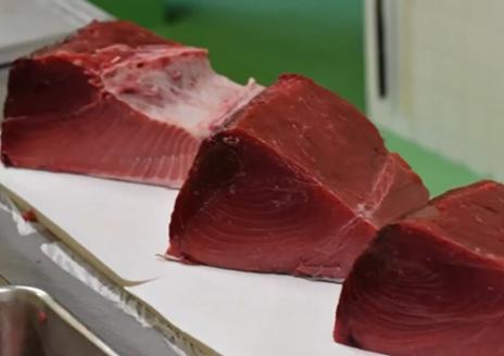 （冷蔵）南伊勢町産　養殖　本まぐろ　1本　20～30kg／三重外湾漁業協同組合　パーティー　イベント　丸ごと　鮪　三重県　伊勢志摩