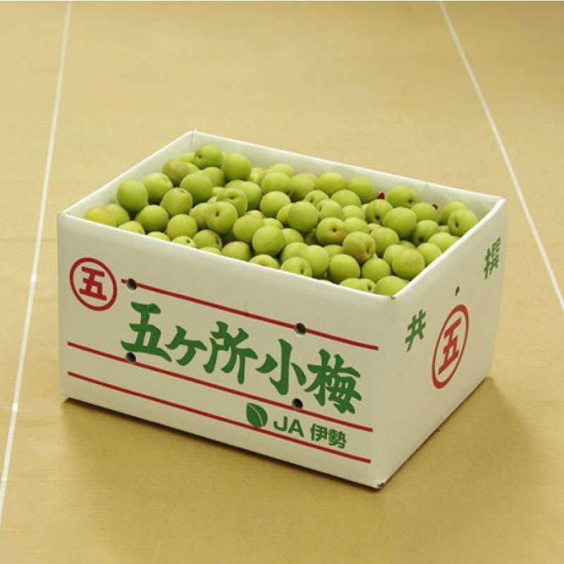 梅 約 5kg 4L うめ 生梅 青梅 旬 期間限定 梅酒 梅干し 梅干 ジャム シロップ ジュース 五ヶ所小梅 三重県 南伊勢町 伊勢 志摩 JA伊勢