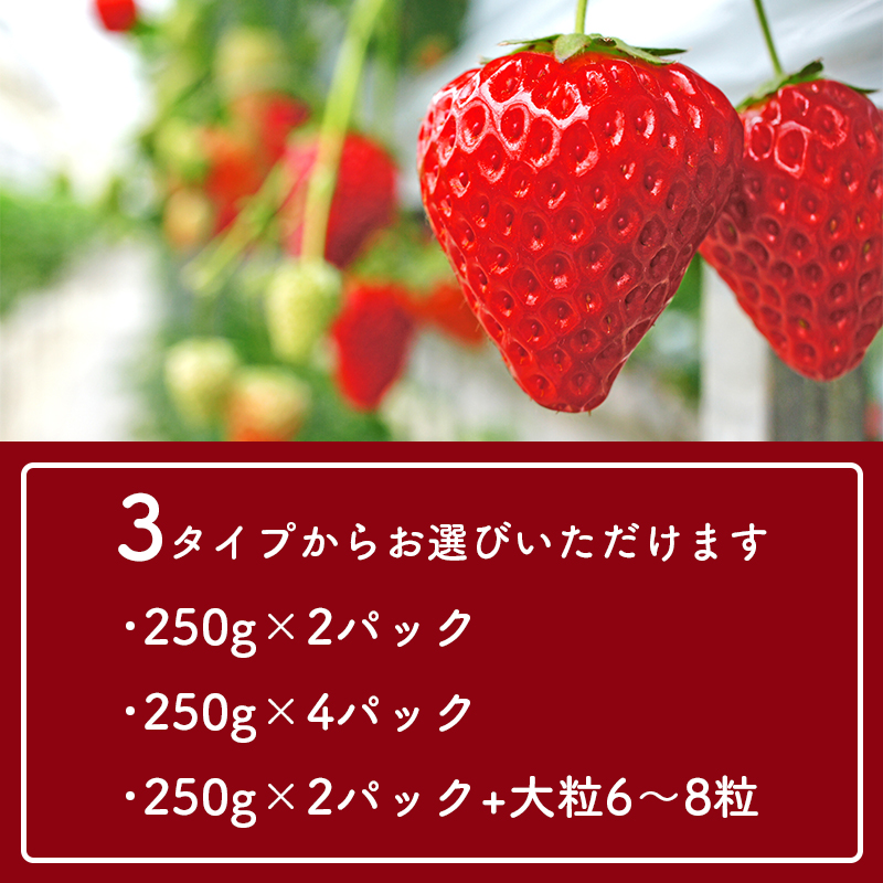 【数量限定】 いちご 250g×4パック かおり野 苺 数量限定 新鮮 産地直送 厳選 フルーツ 果物 くだもの 贈答用 贈答品 贈答 ギフト プレゼント 国産 三重県 伊勢 志摩 南伊勢町 10000円台 一万円台