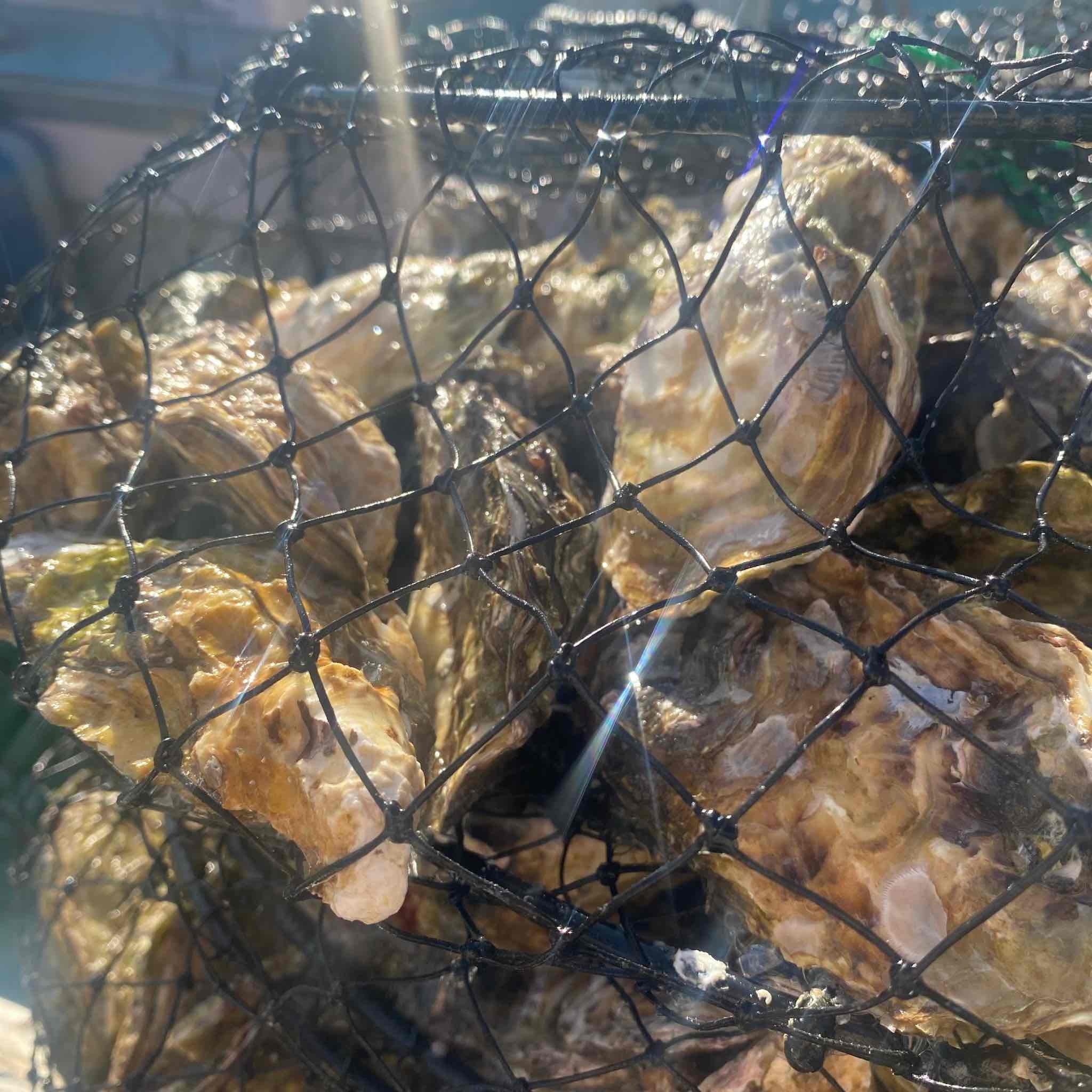 牡蠣 〈訳あり〉冷蔵 殻付き 牡蠣 1.7kg 三重産 不揃い カキ かき 加熱用 カキフライ 牡蠣鍋 蒸し牡蠣 カキ 真牡蠣 BBQ 浜焼き バーベキュー 新鮮 海鮮 魚介 国産 取り寄せ グルメ 料理 オイスター おつまみ お弁当 おかず 惣菜 グラタン バーベキュー ごはん 伊勢 志摩 三重県 南伊勢町 10000円 10000円以下 1万円以下