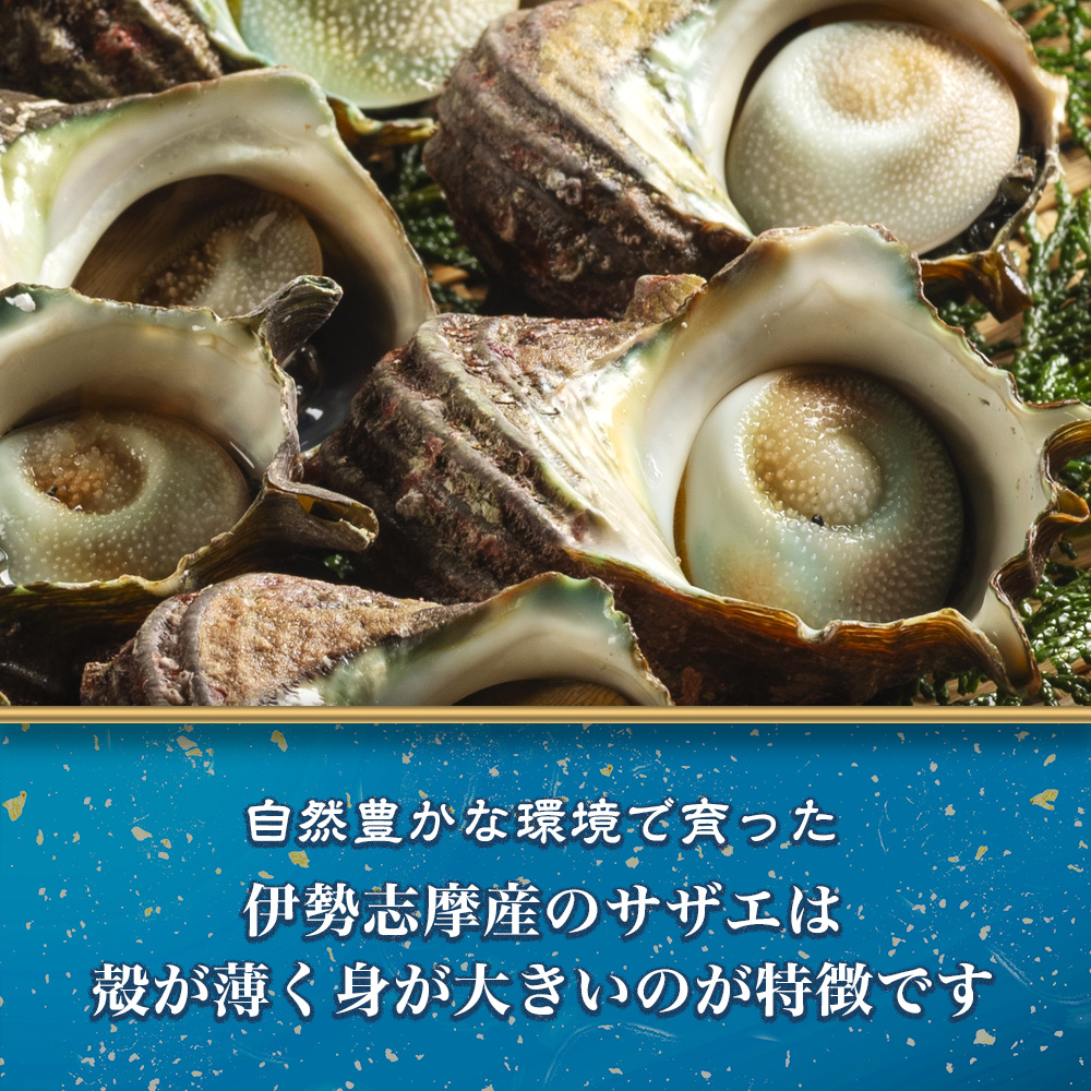 サザエ 1kg 8ヶ～12ヶ 冷蔵 新鮮 海鮮 海産物 魚介 魚貝 活きサザエ 栄螺 貝 刺身 刺し身 お造り つぼ焼き 壺焼き グリル BBQ バーベキュー キャンプ 夏 ギフト 贈り物 三重 伊勢 志摩 南伊勢町 山金商店 活きサザエAコース
