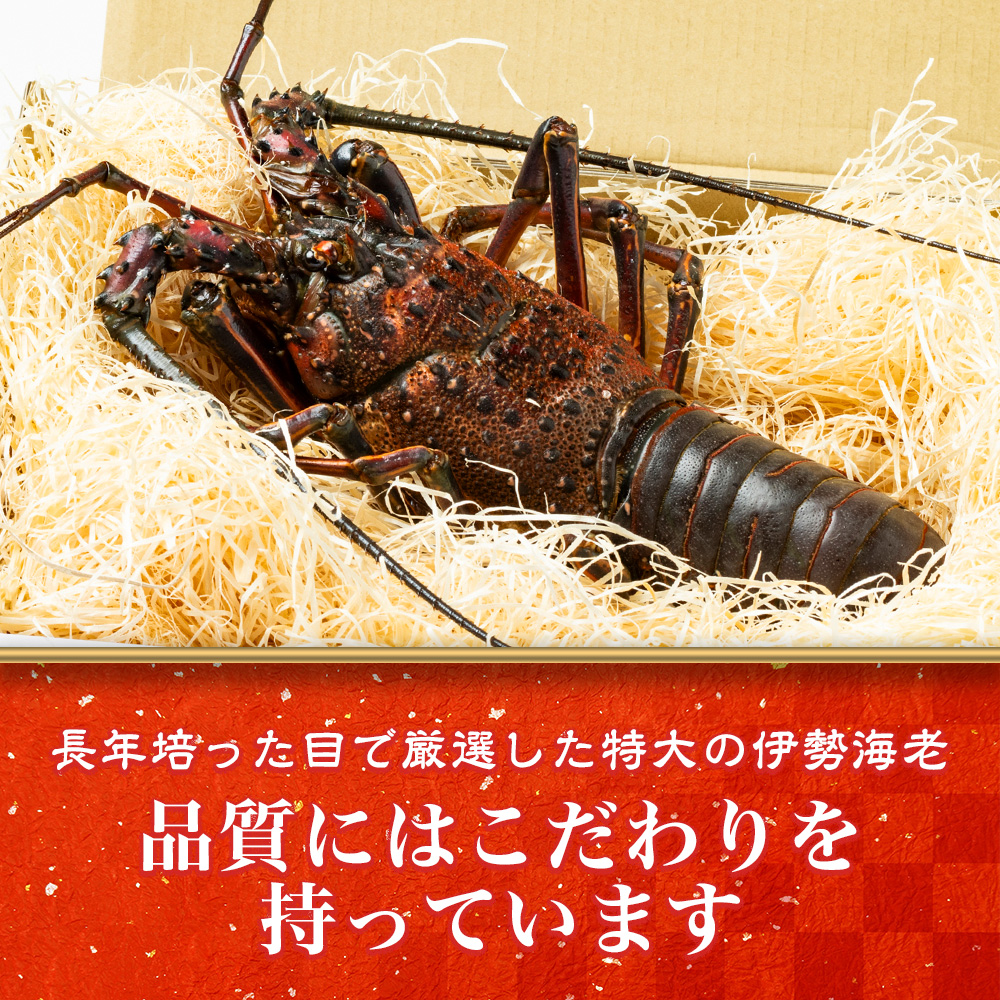 地物 活き 伊勢海老 大漁 コース 10～12尾 約2800～3000g 山金商店 伊勢えび エビ 高級 グルメ 焼き物 汁物 海鮮 特産 海の幸 魚介 海老 伊勢志摩