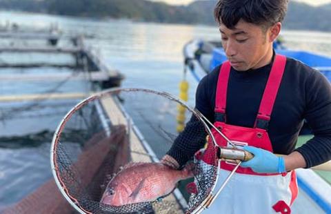 （冷蔵）ジューシーで甘み溢れる鯛の塩焼き ／ はさま あなたに逢い鯛。 鯛 真鯛 塩焼き お食い初め 祝い鯛 三重県 南伊勢町 伊勢志摩