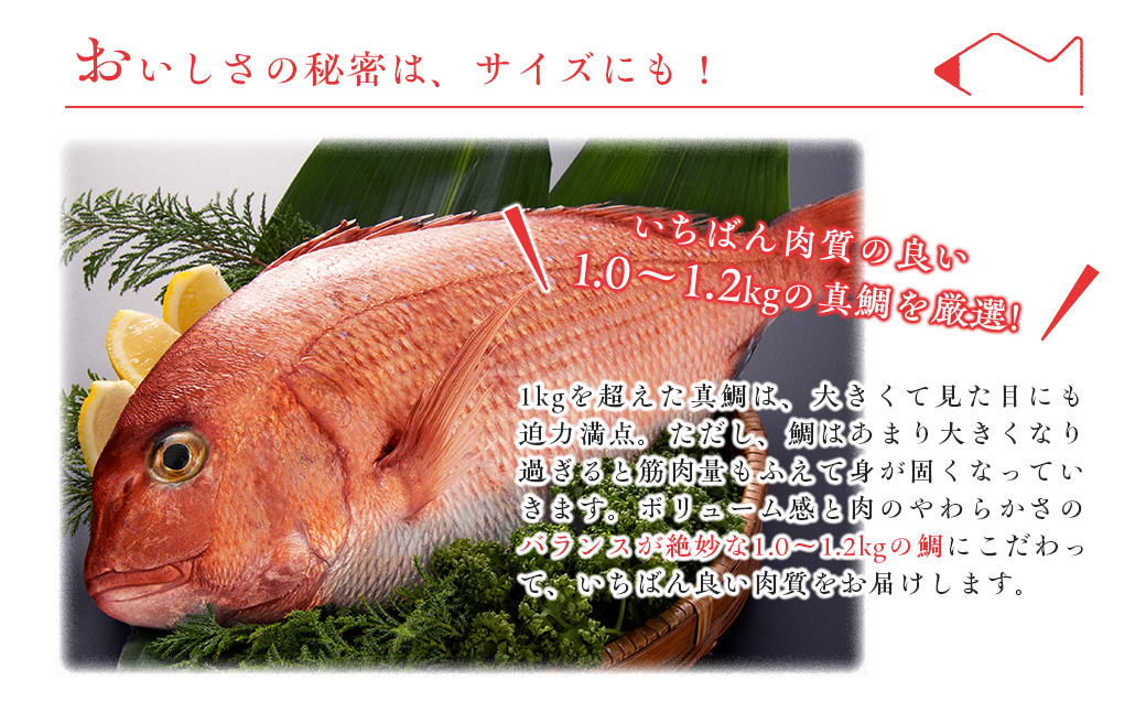 （冷蔵）【２尾】ジュワっと旨み溢れるブランド真鯛 スキンレス 皮あり ／ はさま あなたに逢い鯛。 鯛 真鯛 刺身 しゃぶしゃぶ 鯛めし 三重県 南伊勢町 伊勢志摩