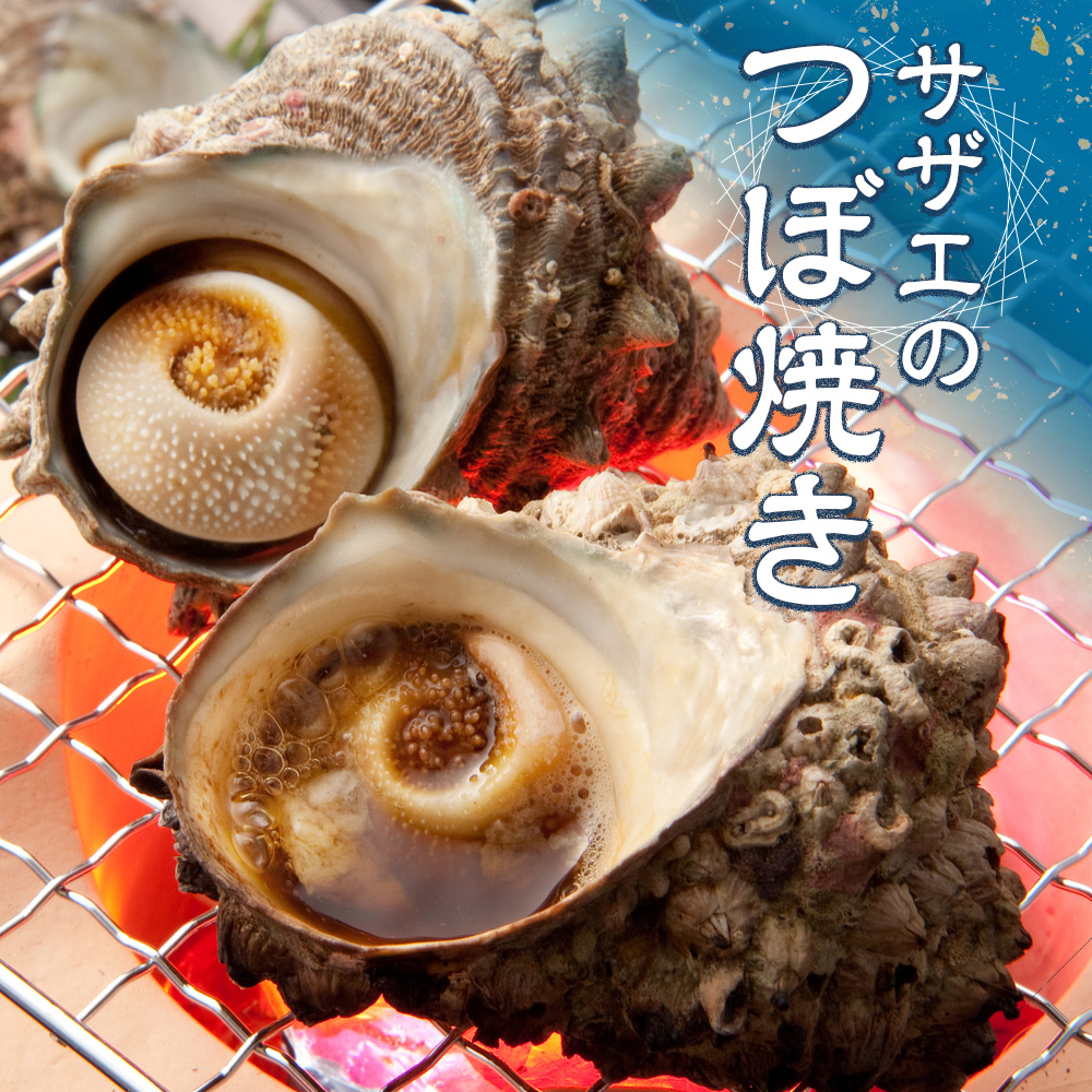 サザエ 1kg 8ヶ～12ヶ 冷蔵 新鮮 海鮮 海産物 魚介 魚貝 活きサザエ 栄螺 貝 刺身 刺し身 お造り つぼ焼き 壺焼き グリル BBQ バーベキュー キャンプ 夏 ギフト 贈り物 三重 伊勢 志摩 南伊勢町 山金商店 活きサザエAコース