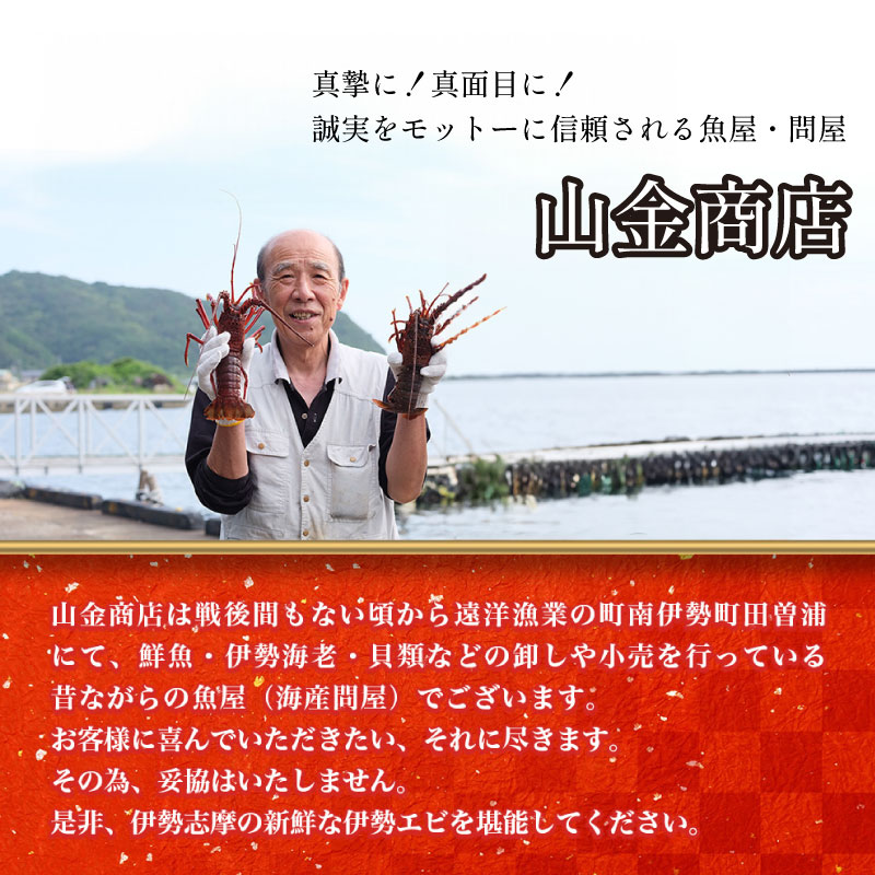 特大 活き 伊勢海老 F コース 1尾 850～1000g 山金商店 伊勢えび エビ 高級 グルメ 焼き物 汁物 海鮮 特産 海の幸 魚介 海老 伊勢志摩