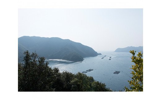 【冷凍】いにしえの牛肉　ロース焼肉（CAS凍結）約360g ／　お肉　特産　ブランド牛　希少　三重県