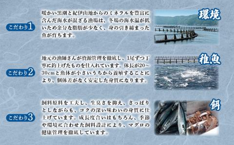 【冷凍】 伊勢 まぐろ 本まぐろ 養殖 赤身 トロ身 計4個 約700g 鮪 お刺身 おさしみ お造り 切り身 マグロ丼 海鮮 本マグロ トロ 三重県産