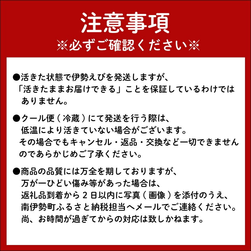 最高級 活き 伊勢海老 約1.5kg 4～6尾 Cコース 伊勢えび 産地直送 天然 国産 海鮮 新鮮 刺し身 味噌 焼き物 ギフト 贈答 えび 海老 ebi いせえび 高級食材 お歳暮 お正月 年末年始 三重県 南伊勢 伊勢 志摩