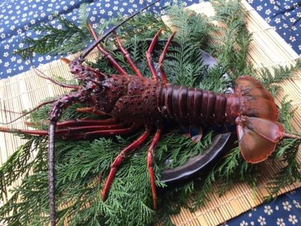 （冷凍） 伊勢海老 1尾 約 600g 活〆 山藤 えび 海老 ebi いせえび 伊勢えび 伊勢 魚 魚介 海鮮 海産物 海 特産品 うま味 旨味 海の幸 アウトドア BBQ 刺身 炭火焼 味噌汁 産地直送 国産 三重 南伊勢 伊勢志摩