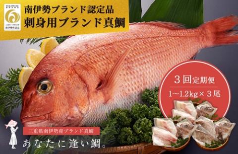 （定期便 ）（冷蔵）じゅわ～っと甘み溢れるブランド真鯛1～1.2kgを３回お届け！ 食べ比べ 皮あり スキンレス 4ヶ月に１回 ／ はさま あなたに逢い鯛。 鯛 真鯛 刺身 湯引き 南伊勢町 伊勢志摩