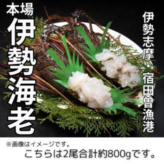 （冷凍） 伊勢志摩産 活〆伊勢海老 2尾 姿造り 生食用 （L） ／ 丸池 伊勢えび イセエビ 特産 三重県 南伊勢町 伊勢志摩