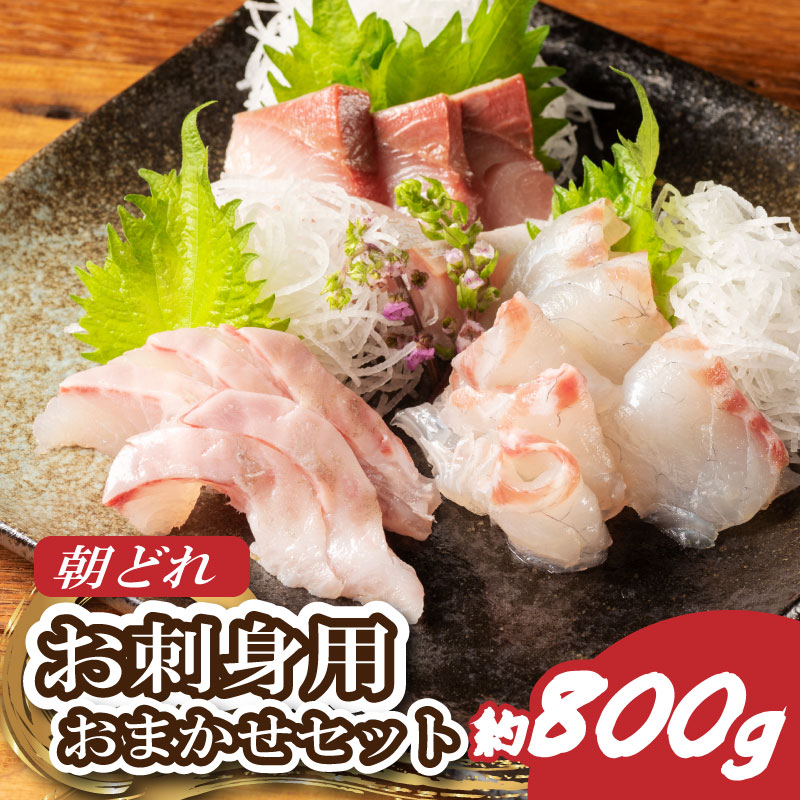 （冷蔵） お刺身 おまかせ セット ２ ～ ３種 約 800ｇ 城水産 朝どれ 刺身 刺し身 鯛 タイ 鰤 ブリ 鮪 マグロ 平昌 ヒラマサ 勘八 カンパチ シマアジ ヒラメ 新鮮 魚 魚介 海鮮 産地直送 国産 三重 南伊勢 伊勢志摩