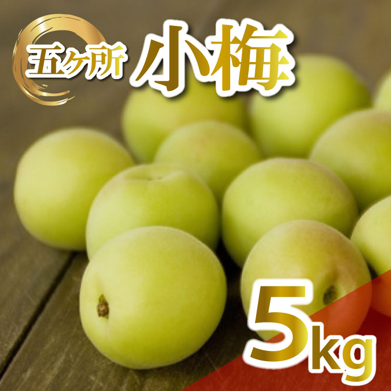 梅 約 5kg 3L うめ 生梅 青梅 旬 期間限定 梅酒 梅干し 梅干 ジャム シロップ ジュース 五ヶ所小梅 三重県 南伊勢町 伊勢 志摩 JA伊勢