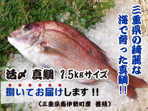 （冷蔵） 真鯛 捌いてお届け （ 三枚おろし スキンレス ） ／ マルカ水産 活〆 真空パック アラ お刺身 しゃぶしゃぶ お造り 煮物 お吸い物 縁起物 三重県 南伊勢町