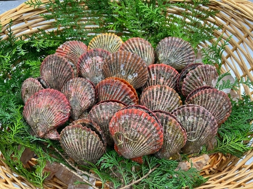 （冷蔵） ヒオウギ貝 10個入 （加熱用） ／ 三重外湾漁業協同組合 アッパッパ貝 炊き込みご飯 グラタン BBQ バーベキュー 魚貝 海鮮 産地直送 三重県 南伊勢町