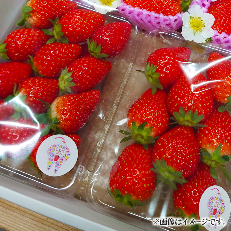 【数量限定】いちご 250g×2パック かおり野 苺 数量限定 新鮮 産地直送 厳選 フルーツ 果物 くだもの 贈答用 贈答品 贈答 ギフト プレゼント 国産 三重県 伊勢 志摩 南伊勢町 10000円以下 一万円以下 6000円 六千円