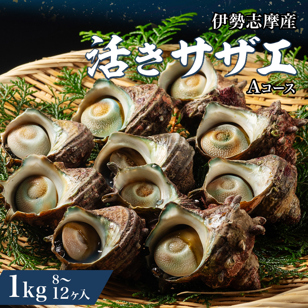 サザエ 1kg 8ヶ～12ヶ 冷蔵 新鮮 海鮮 海産物 魚介 魚貝 活きサザエ 栄螺 貝 刺身 刺し身 お造り つぼ焼き 壺焼き グリル BBQ バーベキュー キャンプ 夏 ギフト 贈り物 三重 伊勢 志摩 南伊勢町 山金商店 活きサザエAコース