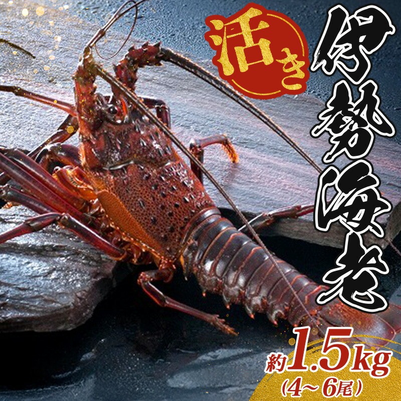 最高級 活き 伊勢海老 約1.5kg 4～6尾 Cコース 伊勢えび 産地直送 天然 国産 海鮮 新鮮 刺し身 味噌 焼き物 ギフト 贈答 えび 海老 ebi いせえび 高級食材 お歳暮 お正月 年末年始 三重県 南伊勢 伊勢 志摩