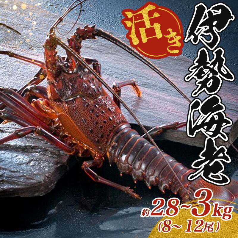 最高級 活き 伊勢海老 約2.8～3kg 8～12尾 大漁コース 伊勢えび 産地直送 天然 国産 海鮮 新鮮 刺し身 味噌 焼き物 ギフト 贈答 えび 海老 ebi いせえび 高級食材 お歳暮 お正月 年末年始 三重県 南伊勢 伊勢 志摩
