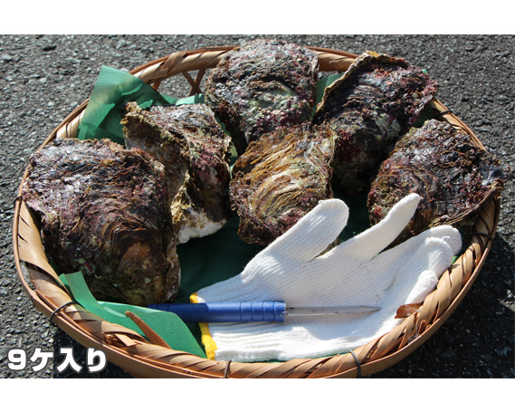 [冷蔵]岩ガキ 9ケ入 約4kg〜約4.5kg /貝 牡蠣 かき カキ 天然 養殖 BBQ 伊勢志摩