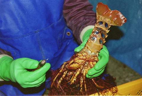 バタバタしたら角と足がとれちゃいました　活冷伊勢えび　2?4尾（600g）