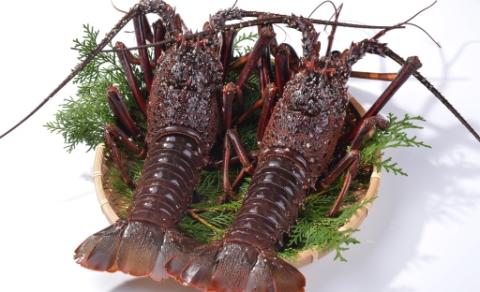 活締め冷凍伊勢海老(刺身用) 600g[1尾～3尾]