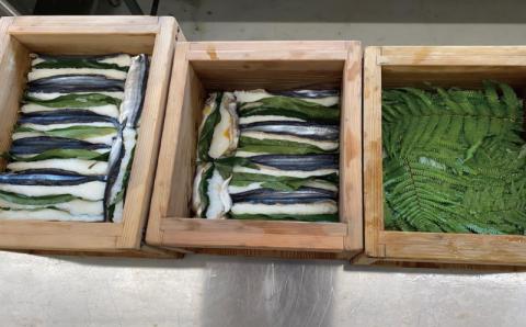 【予約】数量限定 飛雪(ひせつ)米を使用したさんまのなれ寿し(2パック)【2024年12月頃から準備が出来次第順次発送】 / さんま 秋刀魚 お寿司 寿司 なれ寿し ご当地 米 お米 国産 数量限定【hsj006B】