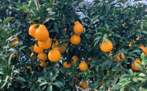 2L以上9玉～12玉　萩野農園のハウス不知火 3kg 【2024年1月初旬から1月中旬までに順次発送】 /  くだもの フルーツ 果物 不知火 みかん 蜜柑 デコポン ハウス【mhn003A】