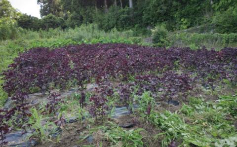 谷口さんちの梅干し 300g×5個 / 梅 梅干 梅干し 伝統 しそ しそ梅 大容量【tgu001A】