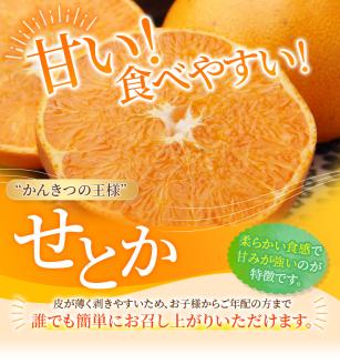 ご家庭用 たにぐち農園の せとか 4.5kg 大小混合【2026年3月から4月上旬までに順次発送】 / せとか せとか せとか せとか せとか せとか せとか せとか せとか せとか せとか せとか せとか せとか せとか せとか せとか せとか せとか せとか せとか せとか せとか せとか せとか せとか せとか せとか せとか せとか せとか せとか せとか せとか せとか せとか みかん みかん みかん みかん みかん【mtn012C】
