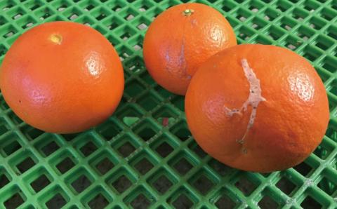 訳あり品 サイズ混合 ご家庭用 岡農園のセミノール4kg【2026年3月下旬から4月下旬までに順次発送】 セミノール わけあり 訳あり 家庭用 みかん 蜜柑 数量限定 ミカン オレンジ【mok009B】