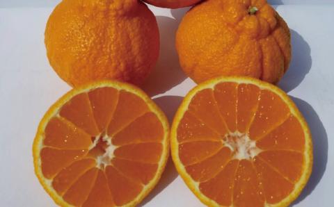 サイズ2L以上 ハウス不知火 4kg【2024年1月上旬から2月下旬に順次発送】 / 不知火 柑橘 みかん 蜜柑 ハウス 2L 3L【mok010A】