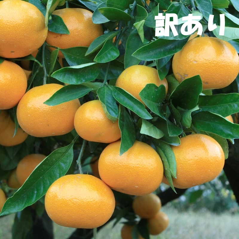 訳あり 2S-2Lサイズおまかせ 石本農園の早生温州みかん 約4.5kg【11月下旬から12月末頃までに順次発送】/ みかん ミカン 蜜柑 早生 温州【mis014B】