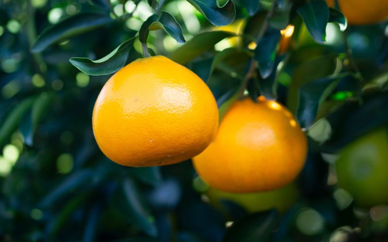 西地農園のハウスせとか 2L 12個/3L 10個 いづれか【2026年2月中旬から順次発送】 / せとか ハウスせとか みかん ミカン 蜜柑 柑橘 フルーツ 果物 くだもの 旬 人気【mnd003A】