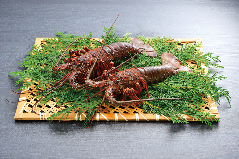 伊勢えび（活）1～3尾 300～450g【10月中旬頃から3月末までに順次発送（1月は漁不可）】 / 伊勢エビ 伊勢海老 伊勢エビ 伊勢海老 伊勢エビ 伊勢海老 伊勢エビ 伊勢海老 伊勢エビ 伊勢海老 伊勢エビ 伊勢海老 伊勢エビ 伊勢海老 伊勢エビ 伊勢海老 伊勢エビ 伊勢海老 伊勢エビ 伊勢海老 伊勢エビ 伊勢海老 伊勢エビ 伊勢海老 伊勢エビ 伊勢海老 伊勢エビ 伊勢海老 伊勢エビ 伊勢海老【enk001】