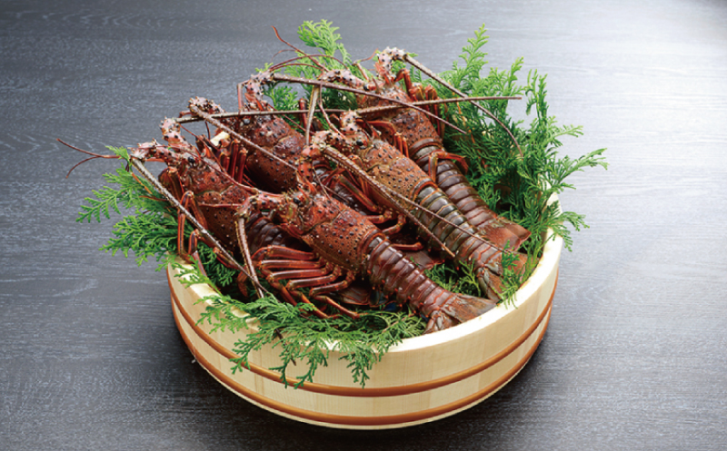 伊勢えび（活）2～5尾 750～850g【10月中旬頃から3月末までに順次発送（1月は漁不可）】 / 伊勢エビ 伊勢海老 伊勢エビ 伊勢海老 伊勢エビ 伊勢海老 伊勢エビ 伊勢海老 伊勢エビ 伊勢海老 伊勢エビ 伊勢海老 伊勢エビ 伊勢海老 伊勢エビ 伊勢海老 伊勢エビ 伊勢海老 伊勢エビ 伊勢海老 伊勢エビ 伊勢海老 伊勢エビ 伊勢海老 伊勢エビ 伊勢海老 伊勢エビ 伊勢海老 伊勢エビ 伊勢海老【enk002】