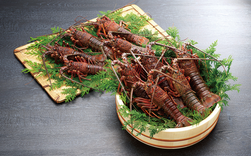 伊勢えび（活）5～20尾 3.95～4.05kg【10月中旬頃から3月末までに順次発送（1月は漁不可）】 / 伊勢エビ 伊勢海老 伊勢エビ 伊勢海老 伊勢エビ 伊勢海老 伊勢エビ 伊勢海老 伊勢エビ 伊勢海老 伊勢エビ 伊勢海老 伊勢エビ 伊勢海老 伊勢エビ 伊勢海老 伊勢エビ 伊勢海老 伊勢エビ 伊勢海老 伊勢エビ 伊勢海老 伊勢エビ 伊勢海老 伊勢エビ 伊勢海老 伊勢エビ 伊勢海老 伊勢エビ 伊勢海老【enk005】