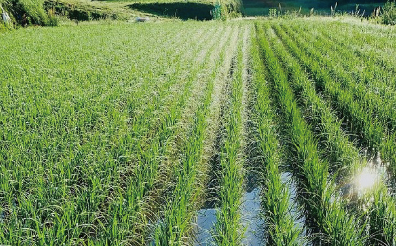 数量限定 飛雪米 結びの神 2kg / / 米 米 米 米 米 米 米 米 米 米 米 米 米 米 米 米 米 米 米 米 米 米 米 米 米 米 米 米 米 米 米 米 米 米 米 米 米 米 米 米 米 米 米 米 米 米 米 米 米 米 米 米 米 米 米 米 米 米 米 米 米 米 米 米 米 米 米 米 米 米 米 米 米 米 米 米 米 米 米 米 米 米 米 米【hsj001A】