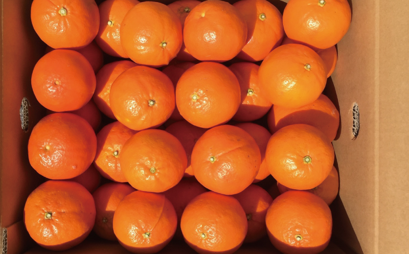 サイズL以上(L・2L・3L)岡農園のセミノール9kg【2024年3月下旬から4月下旬までに順次発送】【mok002A】