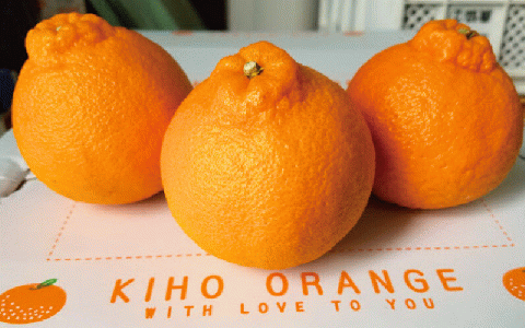 たにぐち農園の完熟不知火 5kg【2025年2月中旬から3月下旬までに順次発送】 / 不知火 不知火 不知火 不知火 不知火 不知火 不知火 不知火 不知火 不知火 不知火 不知火 不知火 不知火 不知火 不知火 不知火 不知火 不知火 不知火 不知火 不知火 不知火 不知火 不知火 不知火 不知火 不知火 不知火 不知火 不知火 不知火 不知火 不知火【mtn011A】