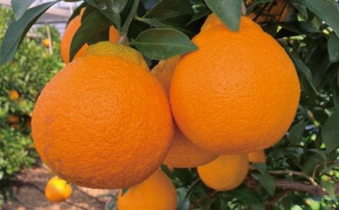 2L以上9玉～12玉　萩野農園のハウス不知火 3kg 【2024年1月初旬から1月中旬までに順次発送】 /  くだもの フルーツ 果物 不知火 みかん 蜜柑 デコポン ハウス【mhn003A】