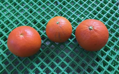 訳あり品 サイズ混合 ご家庭用 岡農園のセミノール4kg【2026年3月下旬から4月下旬までに順次発送】 セミノール わけあり 訳あり 家庭用 みかん 蜜柑 数量限定 ミカン オレンジ【mok009B】